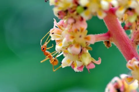 Red ant Stock Photos
