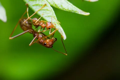 Red ant Stock Photos