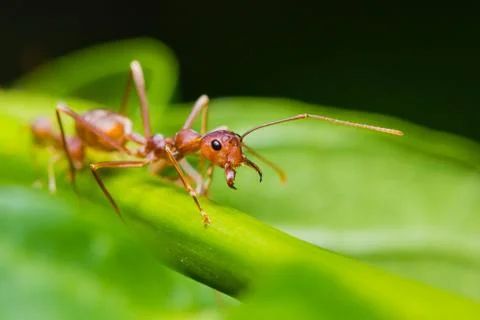 Red ant Stock Photos