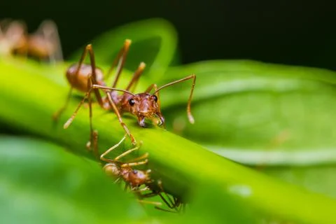 Red ant Stock Photos