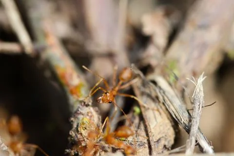 Red ant Stock Photos