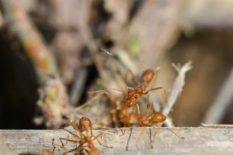 Red ant Stock Photos