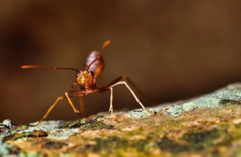 Red ant Stock Photos