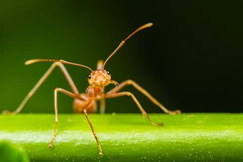 Red ant Stock Photos