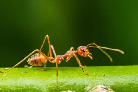 Red ant Stock Photos