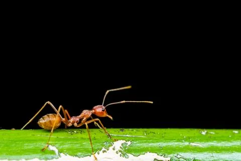 Red ant Stock Photos