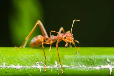 Red ant Stock Photos