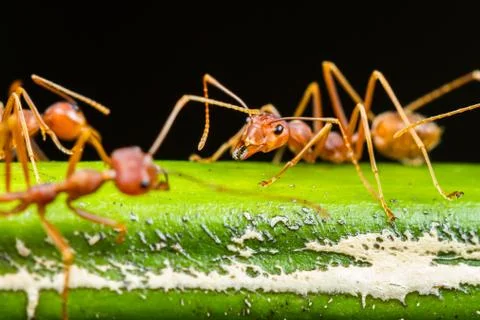 Red ant Stock Photos