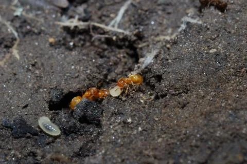 Red ant Stock Photos