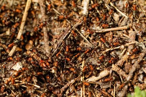 Red ant Foto stock