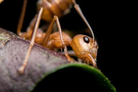 Red Ant Stock Photos