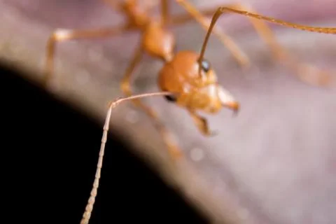 Red Ant Stock Photos