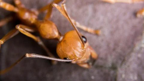 Red Ant Stock Photos