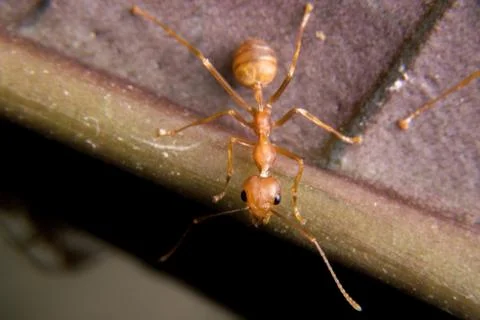 Red Ant Stock Photos