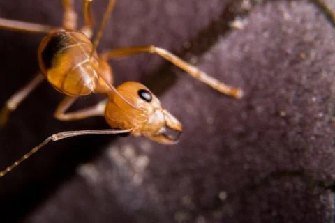 Red Ant Stock Photos