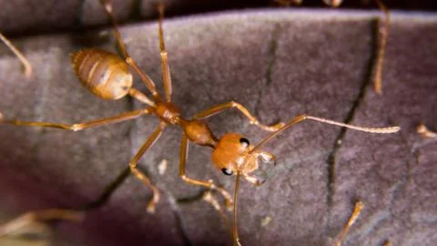 Red Ant 스톡 사진