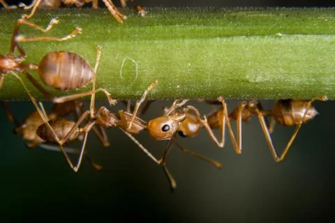 Red Ant Stock Photos