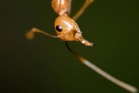 Red Ant Stock Photos