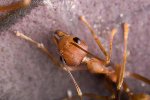 Red Ant Stock Photos
