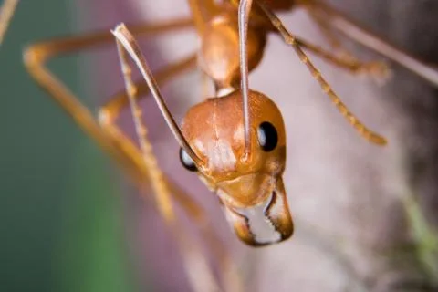 Red Ant Stock Photos