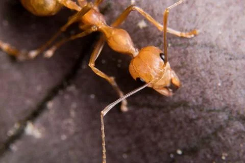 Red Ant Stock Photos