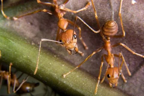 Red Ant Stock Photos