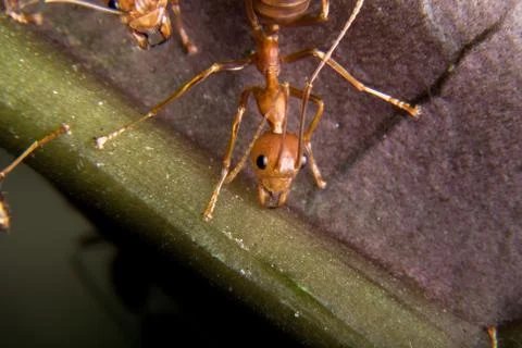 Red Ant Stock Photos