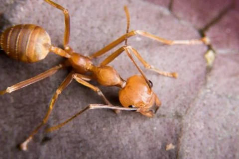 Red Ant Stock Photos