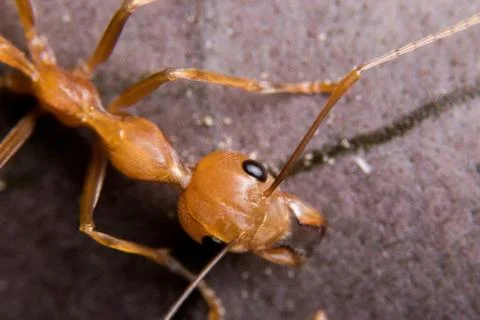 Red Ant Stock Photos