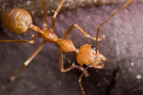 Red Ant Stock Photos