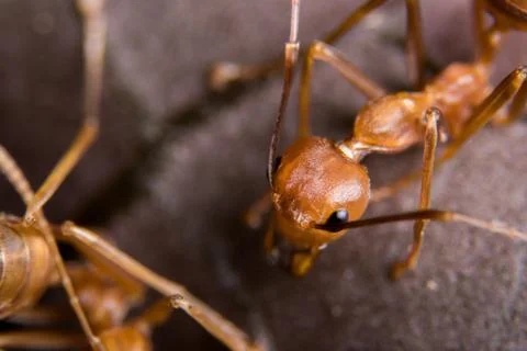 Red Ant Stock Photos