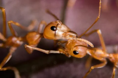 Red Ant Stock Photos