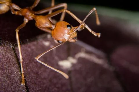 Red Ant Stock Photos