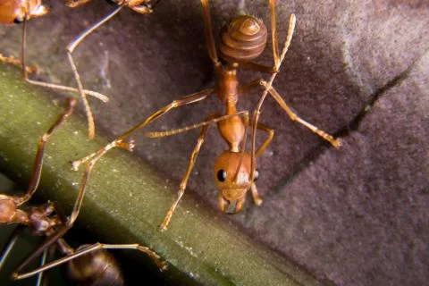 Red Ant Stock Photos