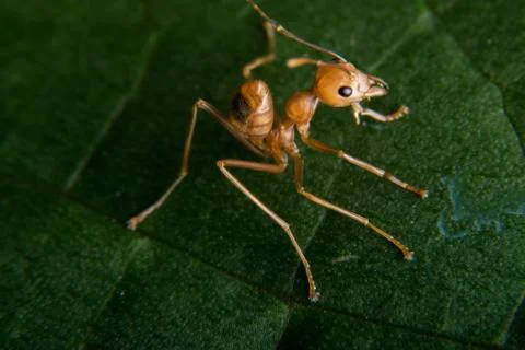 Red Ant Stock Photos
