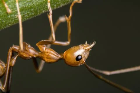 Red Ant Stock Photos