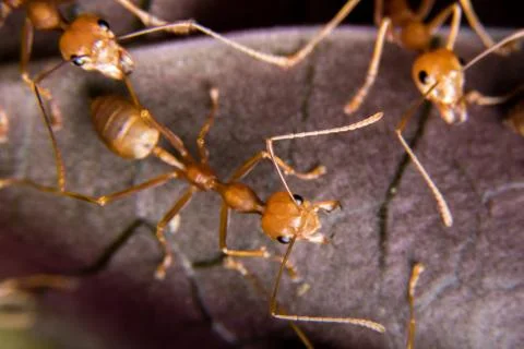 Red Ant Stock Photos