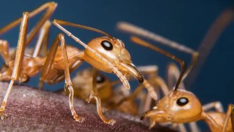 Red Ant Stock Photos