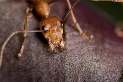 Red Ant Stock Photos