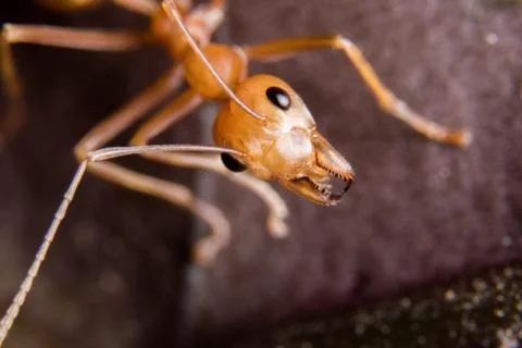 Red Ant Stock Photos