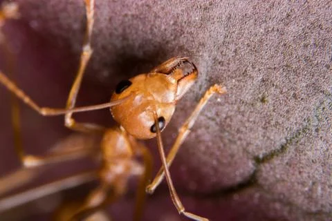 Red Ant Stock Photos