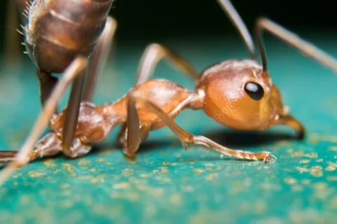 Red Ant 스톡 사진