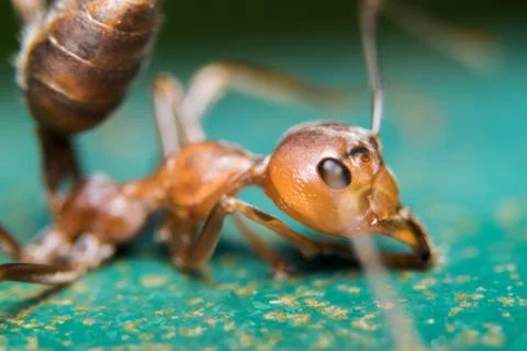 Red Ant Stock Photos