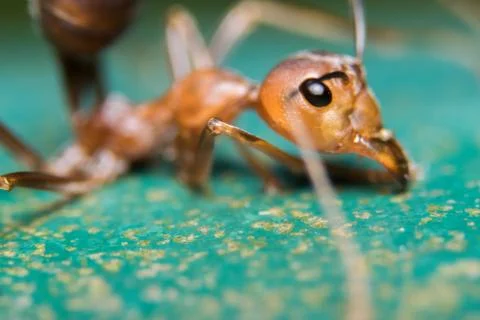 Red Ant Stock Photos