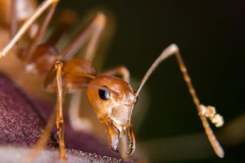 Red Ant Stock Photos