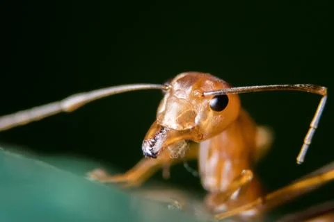 Red Ant Stock Photos