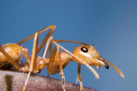 Red Ant Stock Photos