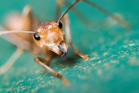 Red Ant Stock Photos