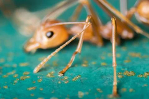 Red Ant Stock Photos