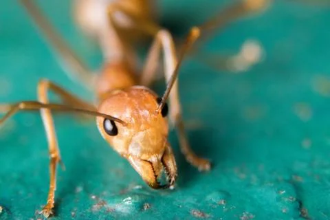 Red Ant Stock Photos